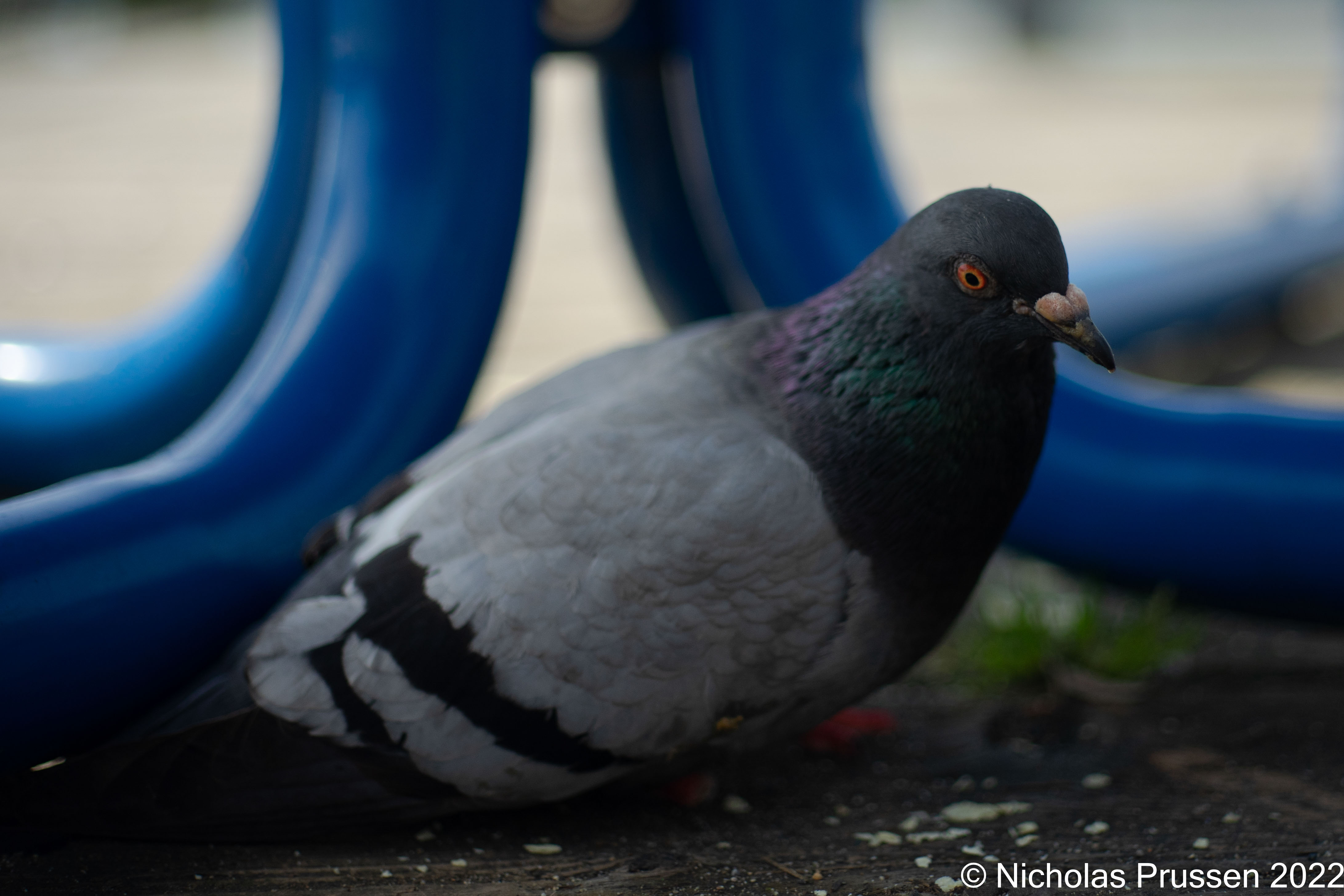 /images/photography/SeattlePigeon.jpg